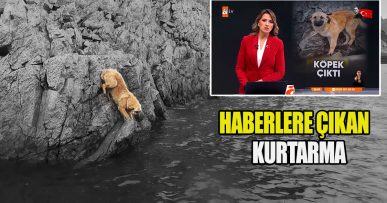Köpek Kurtarma Operasyonu Çamlıdere Barajı Kefal Avı-1