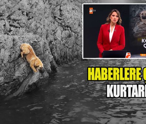 Köpek Kurtarma Operasyonu Çamlıdere Barajı Kefal Avı-1